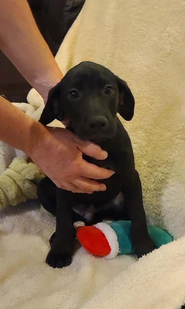 Justice, a Adoptable mixed breed in Rockland, WI image 3/6