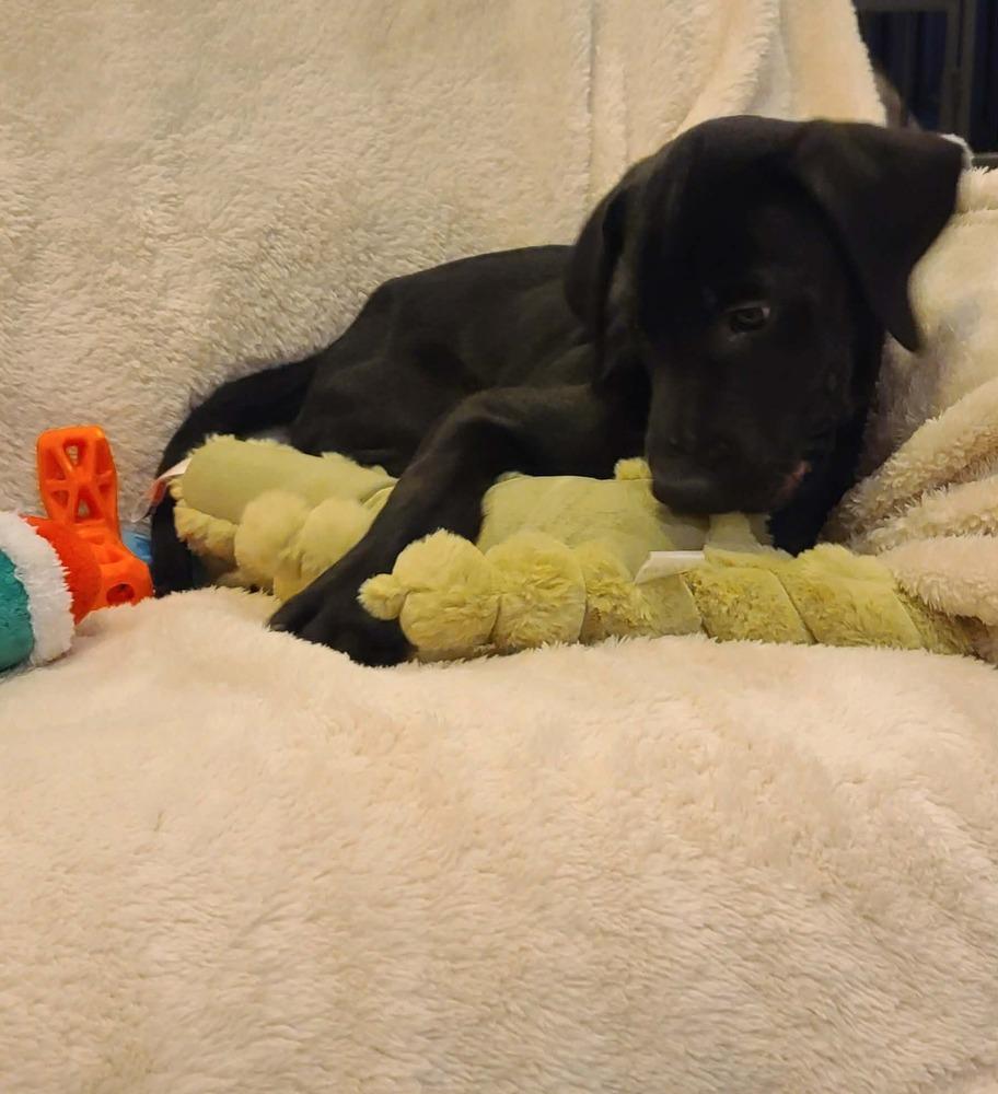 Justice, a Adoptable mixed breed in Rockland, WI image 4/6