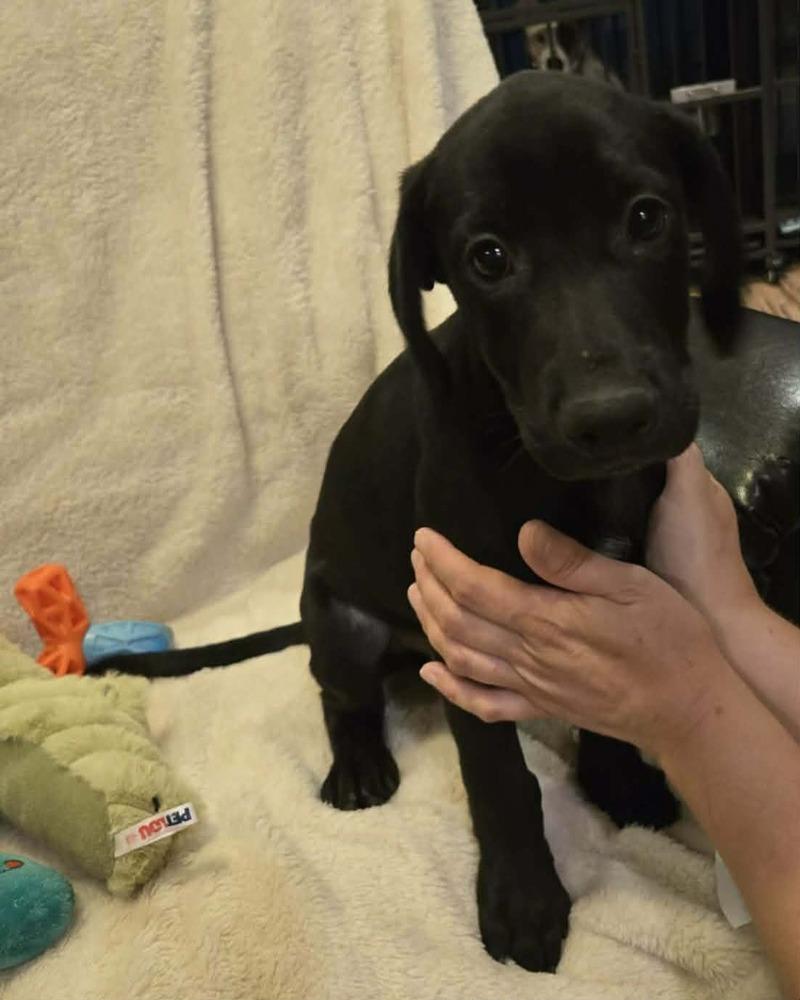 Justice, a Adoptable mixed breed in Rockland, WI image 5/6