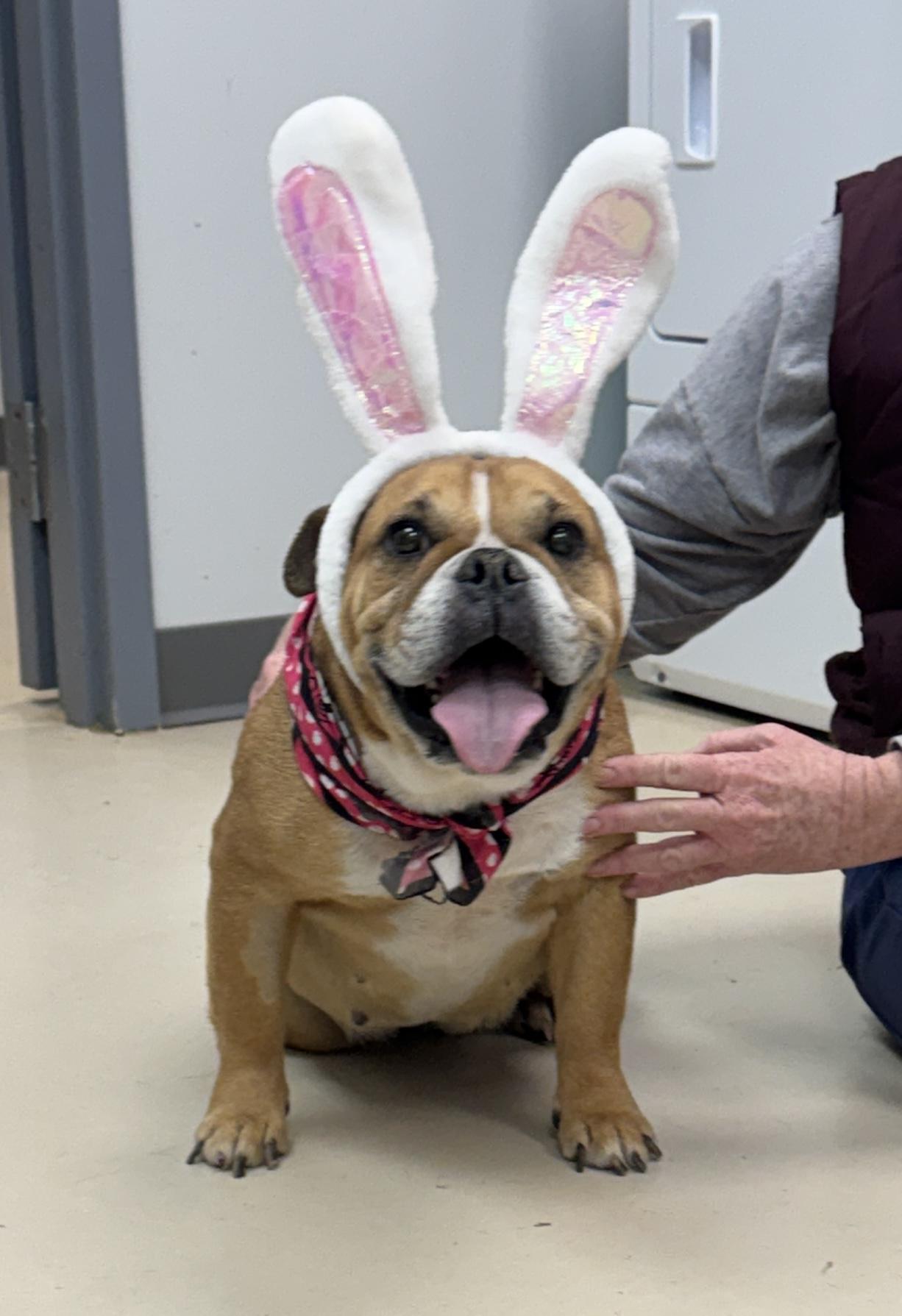 JellyBean, ADOPTABLE, Adult Female English Bulldog.