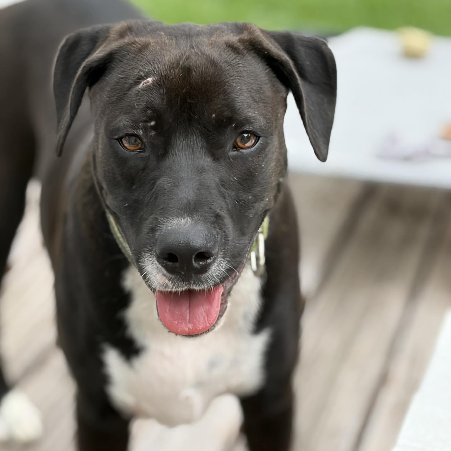 Enlarge Snoops, a Adoptable mixed breed in Tacoma, WA image 2/6