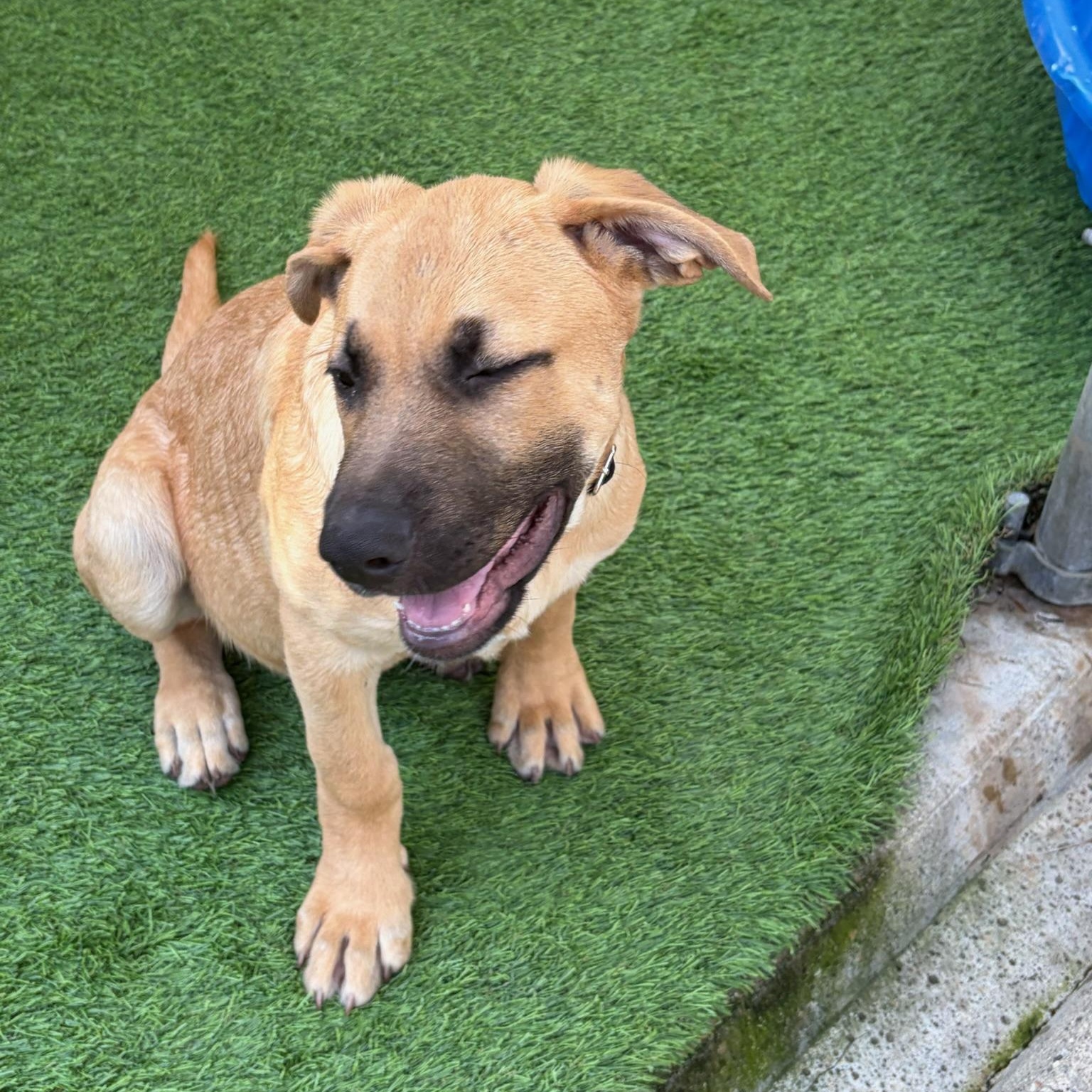 Enlarge Surfer, a ADOPTABLE mixed breed in Grass Valley, CA image 5/6