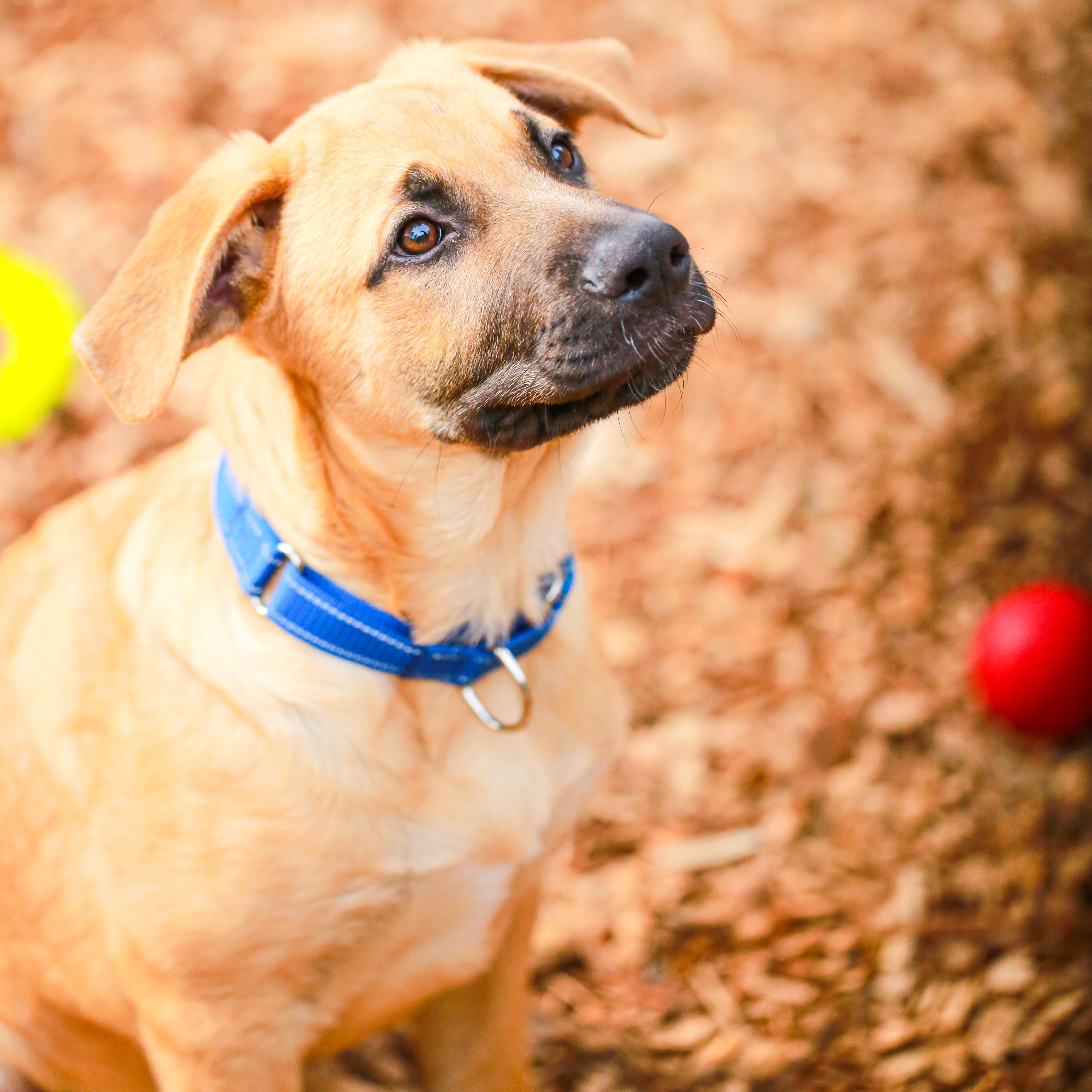 Surfer, ADOPTABLE, Young Male Shepherd & Anatolian Shepherd.