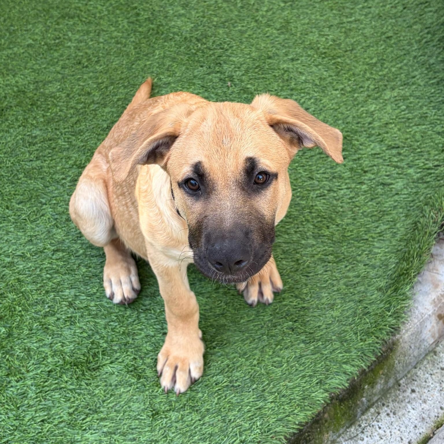 Enlarge Surfer, a ADOPTABLE mixed breed in Grass Valley, CA image 2/6