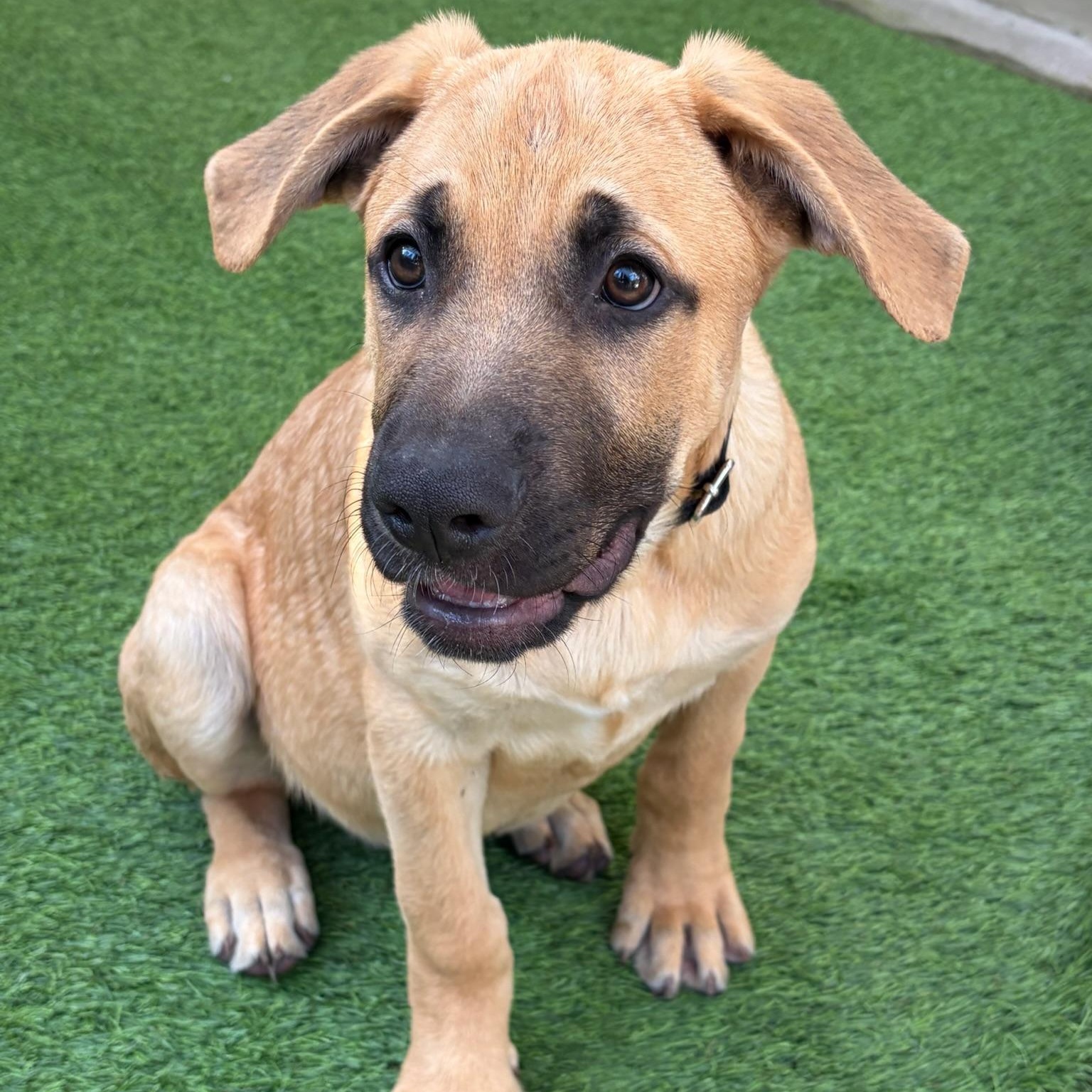 Enlarge Surfer, a ADOPTABLE mixed breed in Grass Valley, CA image 1/6