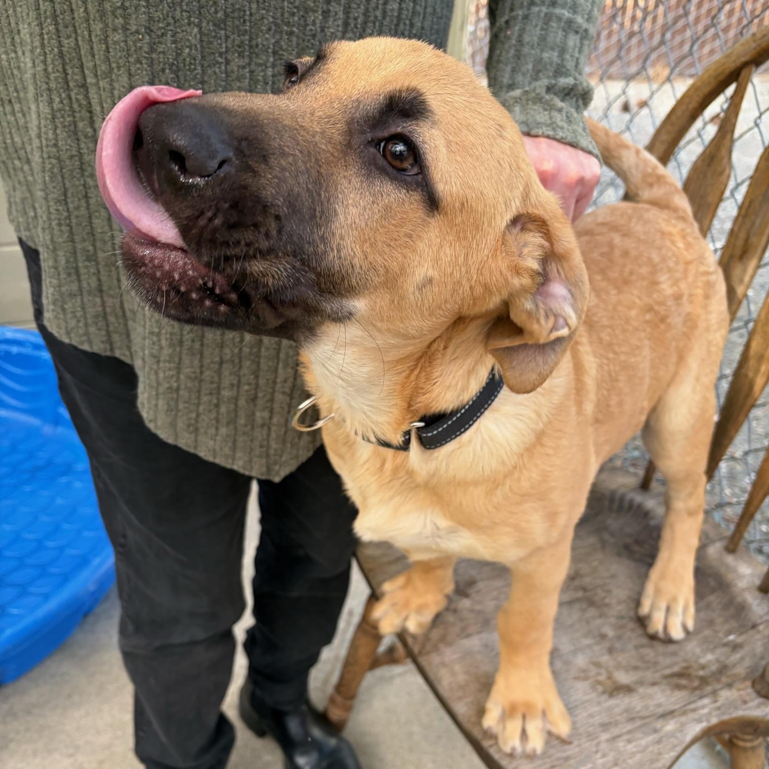 Enlarge Surfer, a ADOPTABLE mixed breed in Grass Valley, CA image 3/6