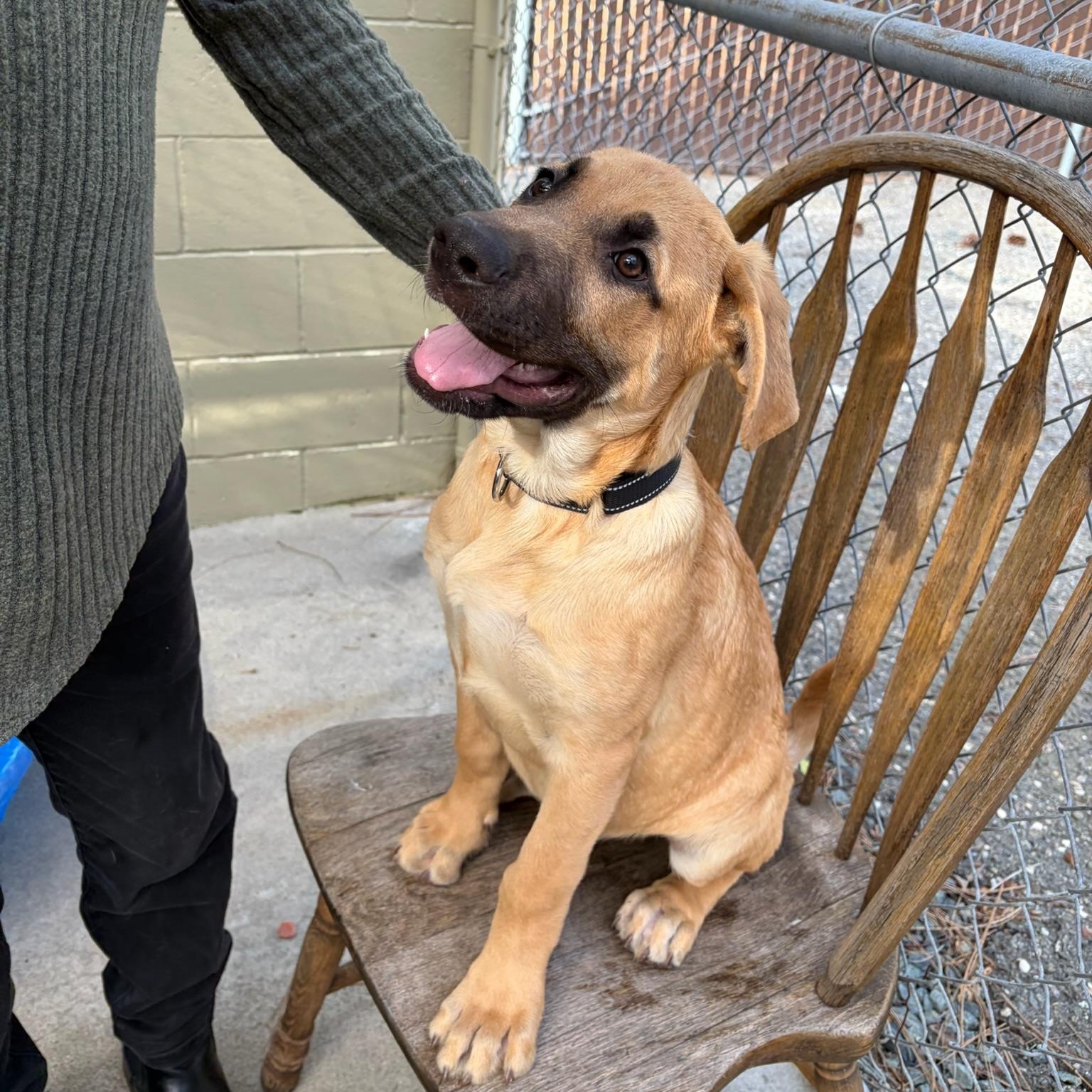Enlarge Surfer, a ADOPTABLE mixed breed in Grass Valley, CA image 4/6