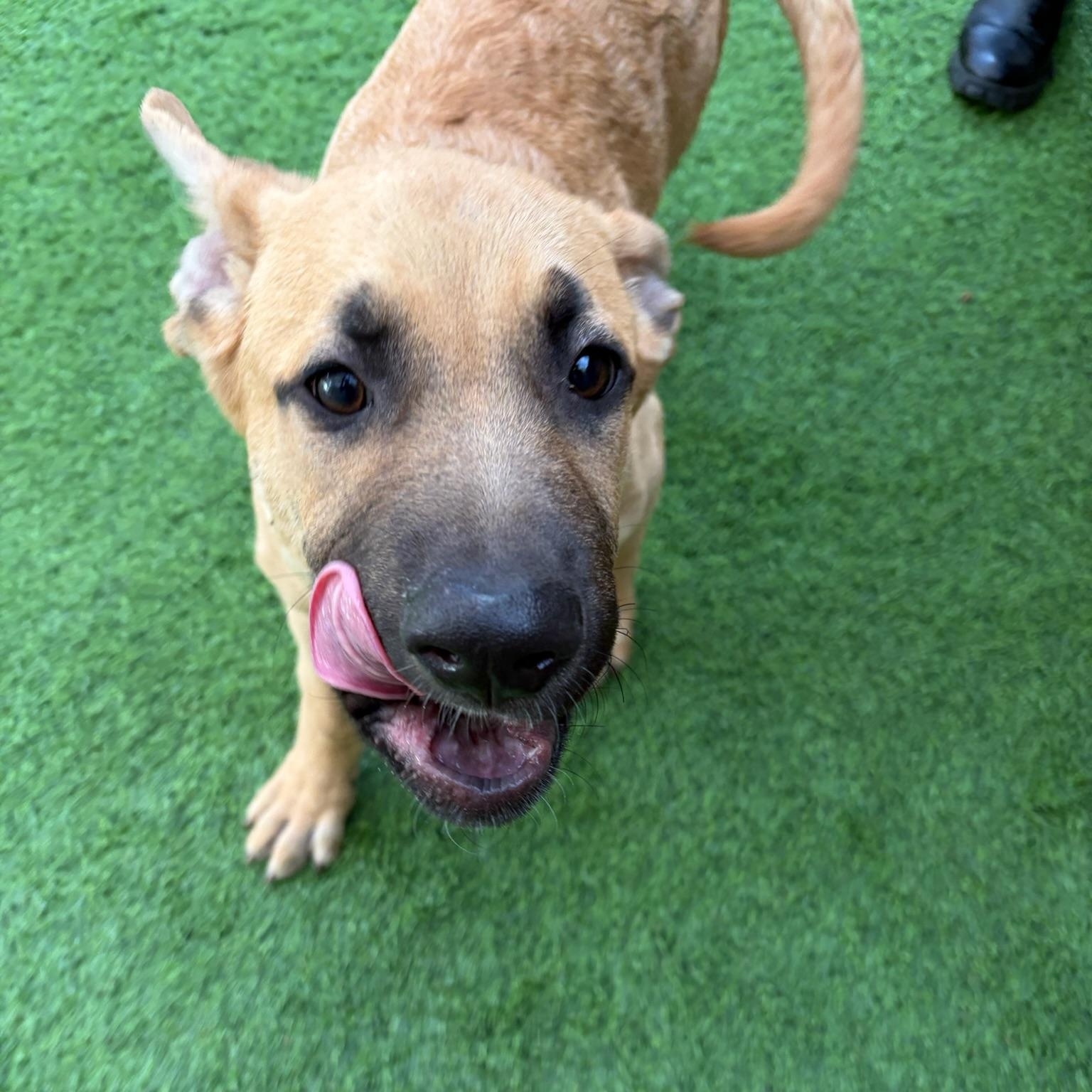 Enlarge Surfer, a ADOPTABLE mixed breed in Grass Valley, CA image 6/6