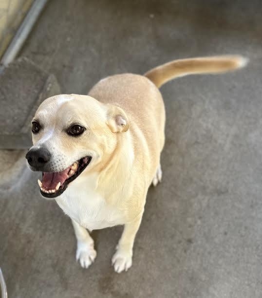 Enlarge Blanco, an adopted mixed breed in Denison, TX image 1/1