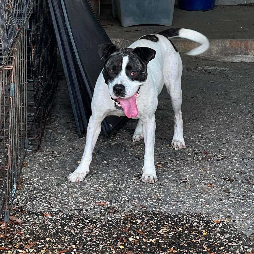 Enlarge Ruby, a Adoptable mixed breed in Eufaula, AL image 2/4