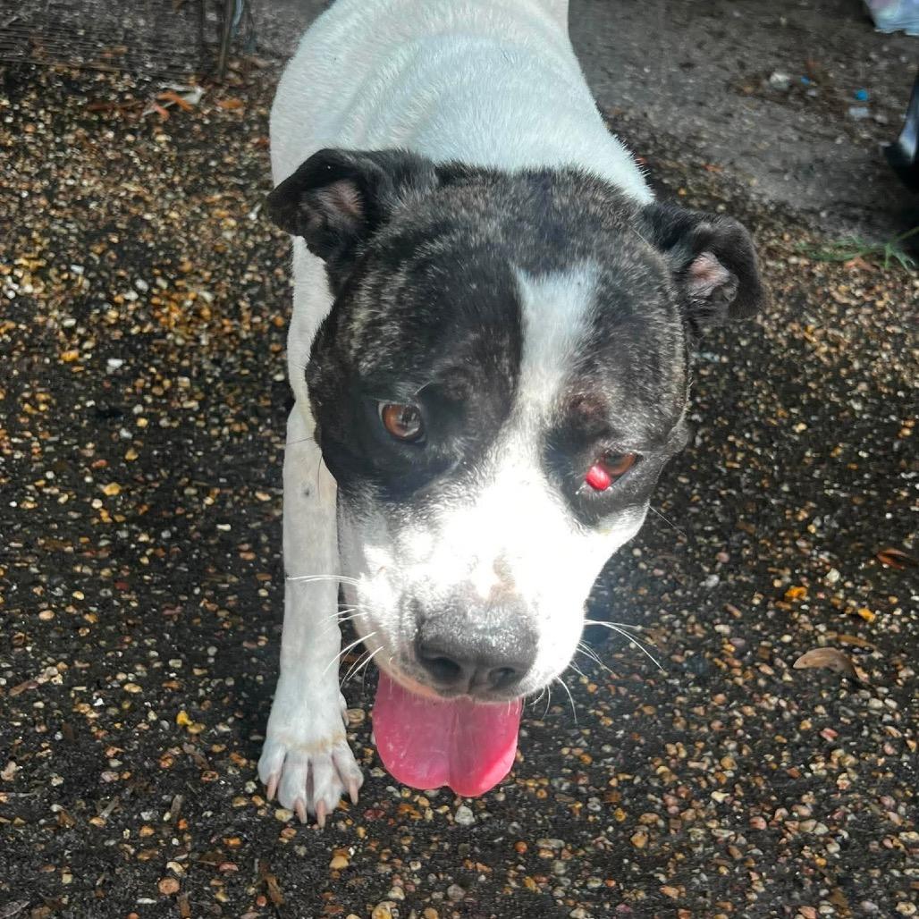 Enlarge Ruby, a Adoptable mixed breed in Eufaula, AL image 3/4
