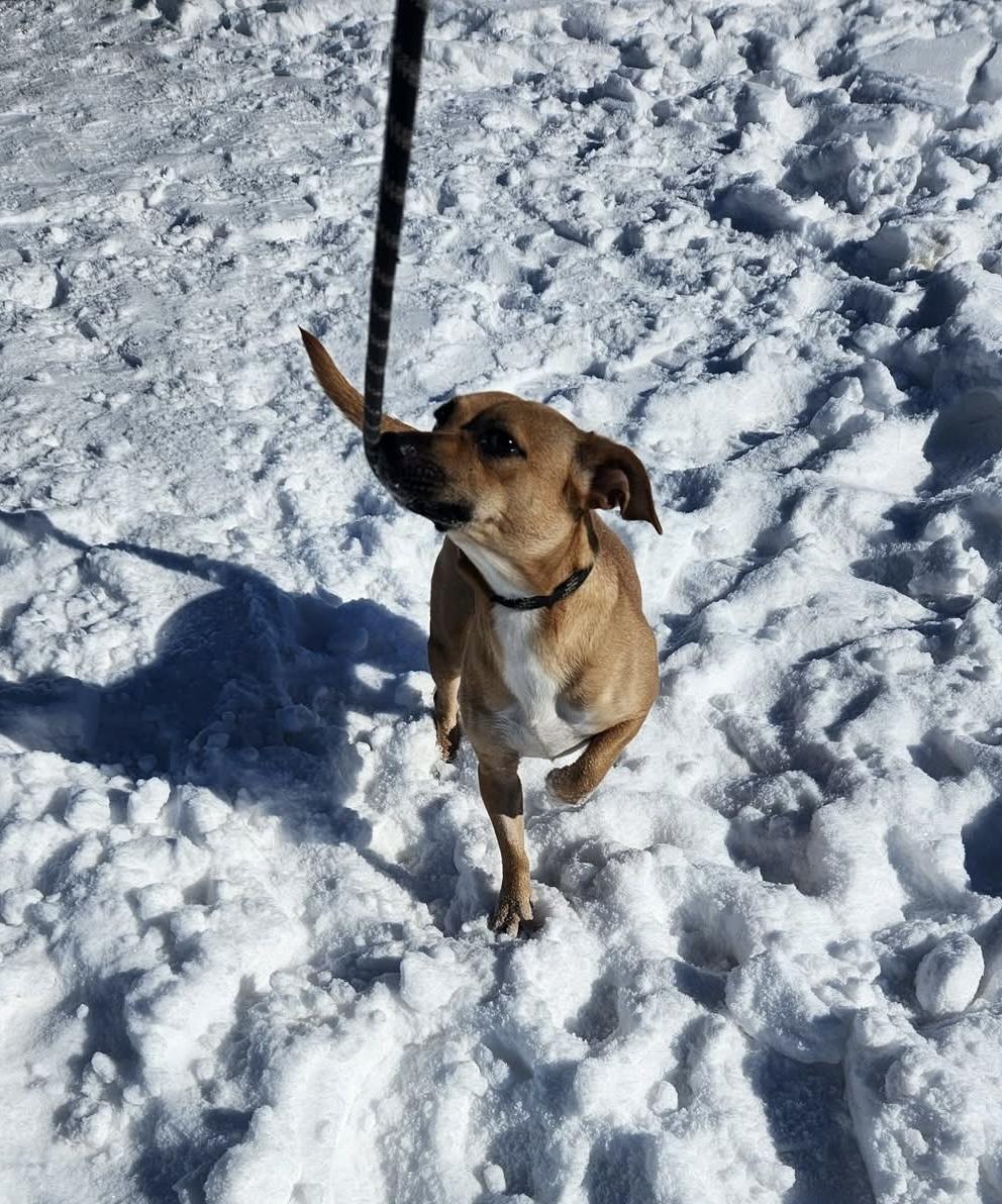 Elio, ADOPTABLE, Adult Female Mixed Breed.