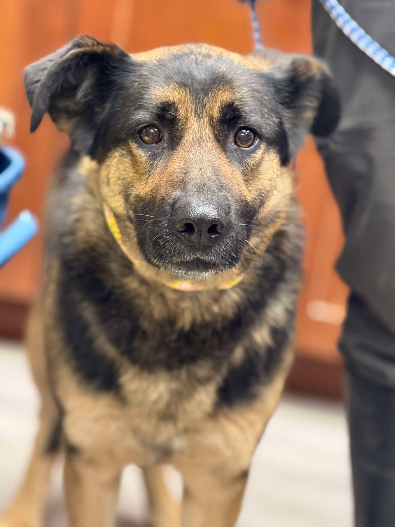 Enlarge Cinnamon Swirl, a Adoptable mixed breed image 1/2