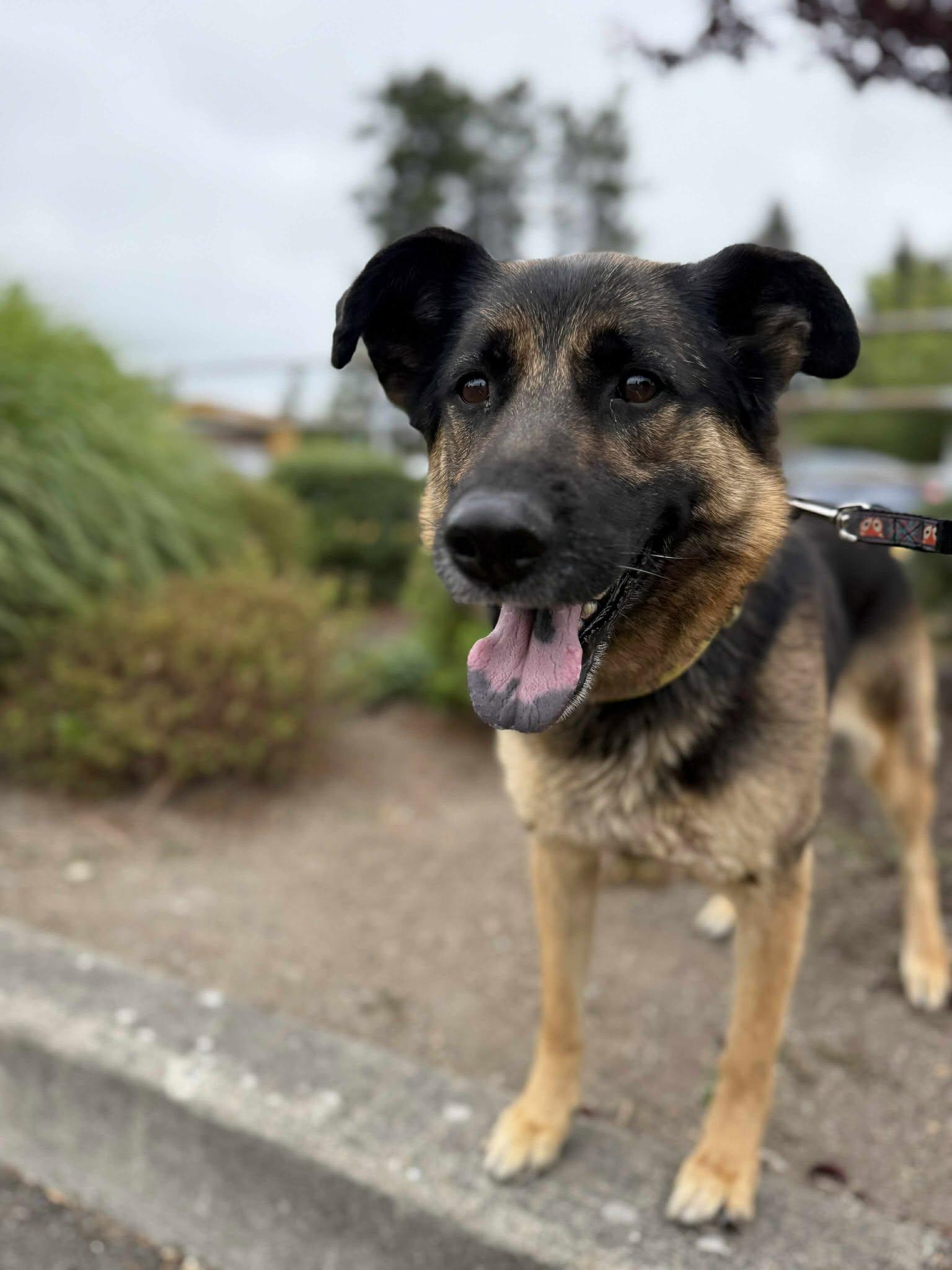 Enlarge Cinnamon Swirl: RIDGE DOG GRADUATE, PRISON TRAINING FACILITY, a Adoptable mixed breed in Othello, WA image 3/6
