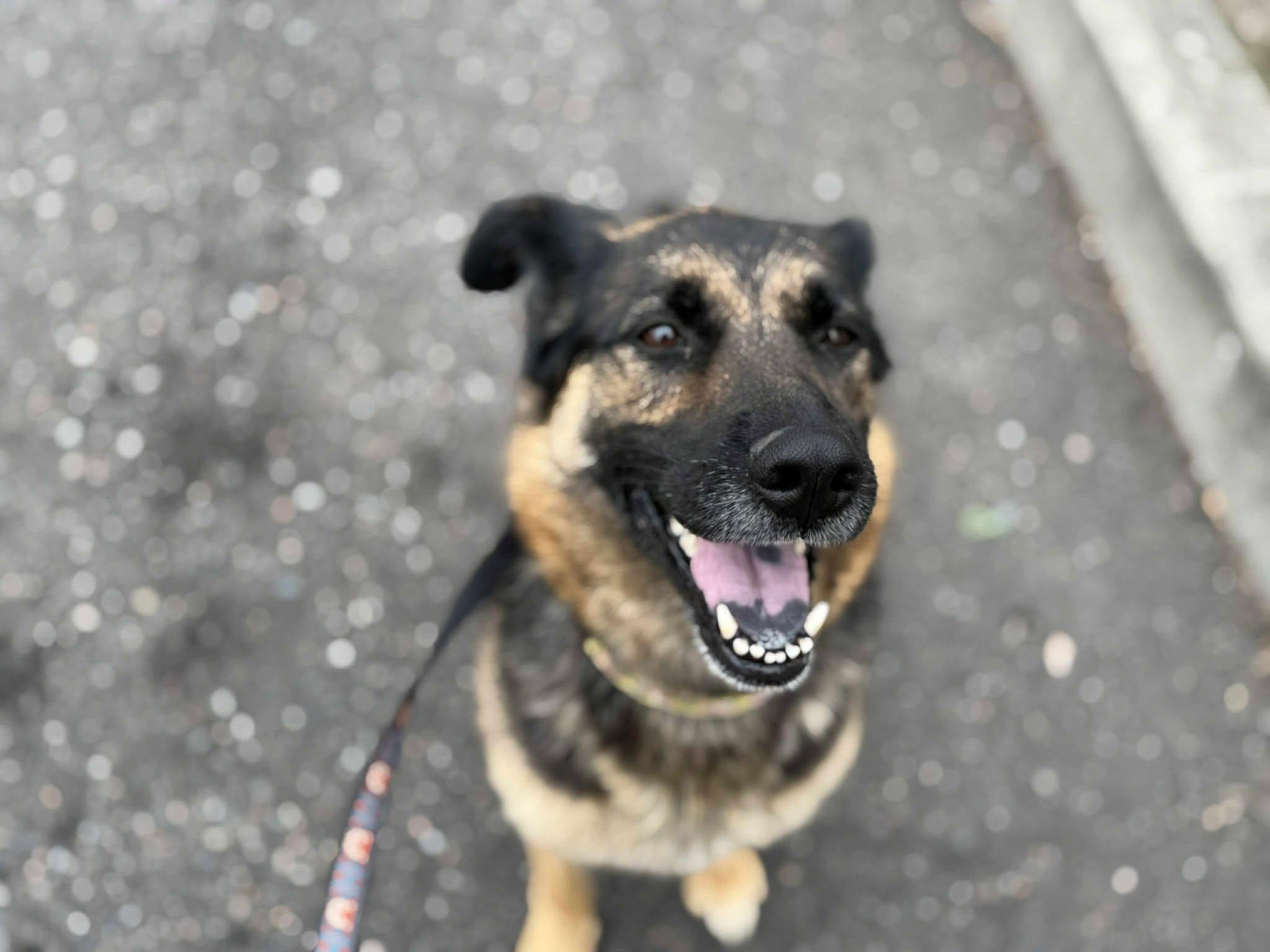 Enlarge Cinnamon Swirl: RIDGE DOG GRADUATE, PRISON TRAINING FACILITY, a Adoptable mixed breed in Othello, WA image 4/6