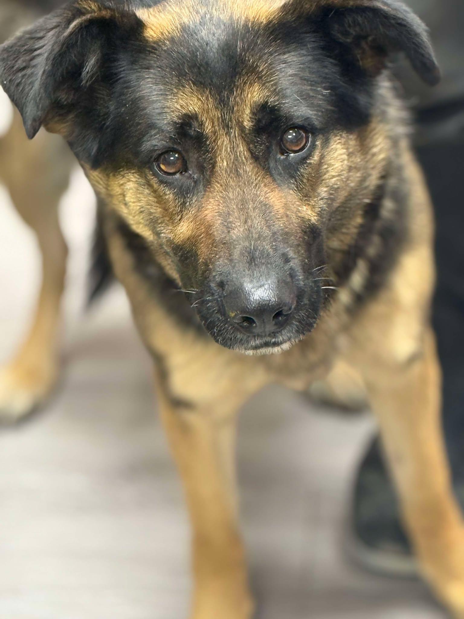 Enlarge Cinnamon Swirl, a Adoptable mixed breed image 2/2