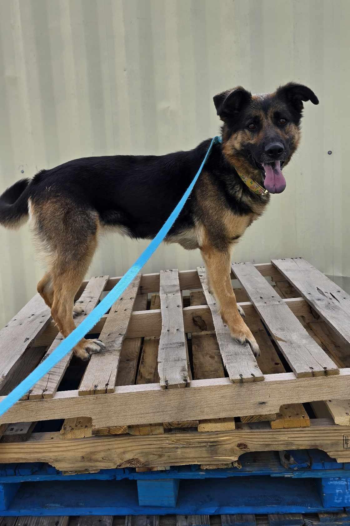 Enlarge Cinnamon Swirl: RIDGE DOG GRADUATE, PRISON TRAINING FACILITY, a Adoptable mixed breed in Othello, WA image 2/6