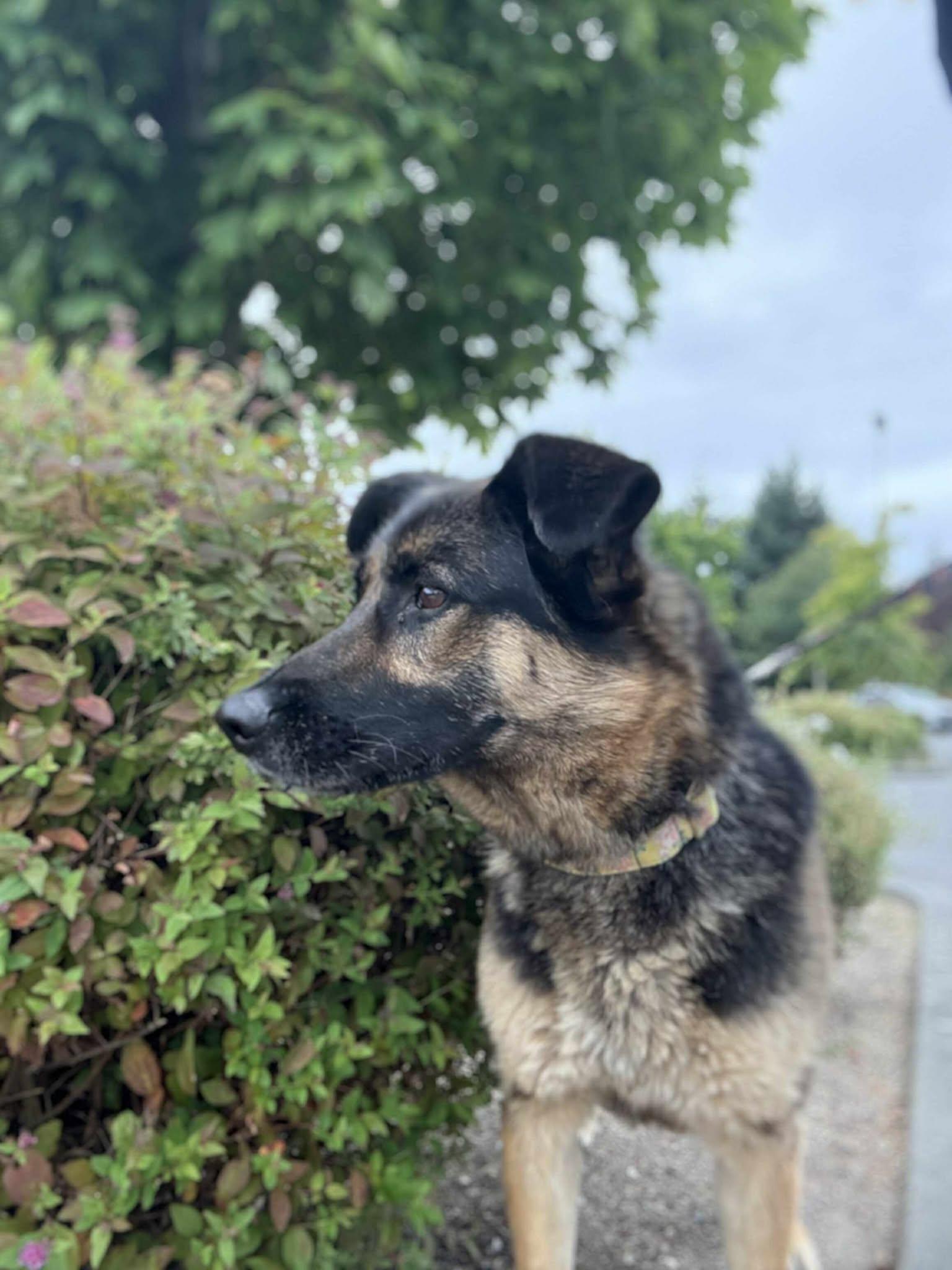 Enlarge Cinnamon Swirl: RIDGE DOG GRADUATE, PRISON TRAINING FACILITY, a Adoptable mixed breed in Othello, WA image 5/6