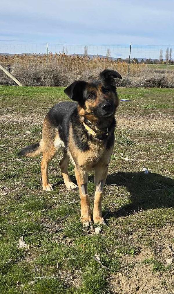 Enlarge Cinnamon Swirl: RIDGE DOG GRADUATE, PRISON TRAINING FACILITY, a Adoptable mixed breed in Othello, WA image 1/6