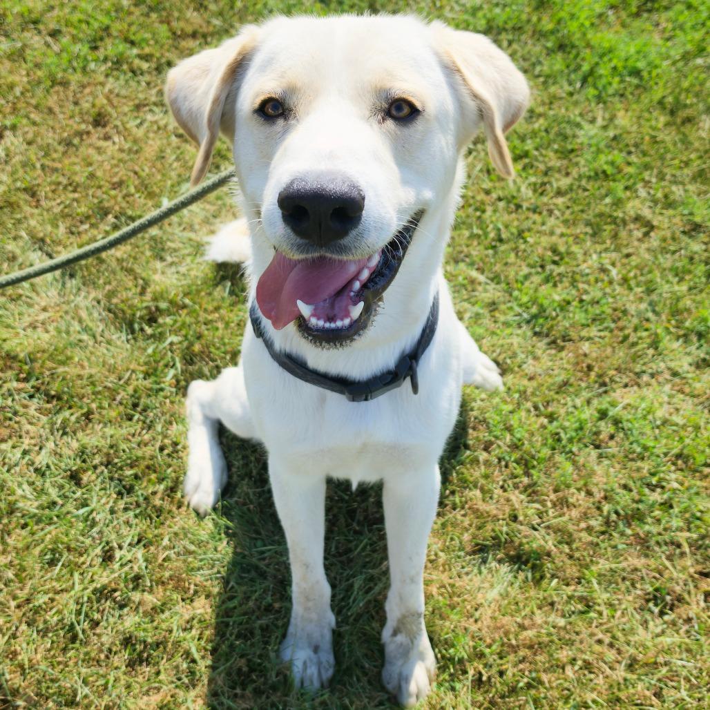 Toby, Adoptable, Young Male Yellow Labrador Retriever.