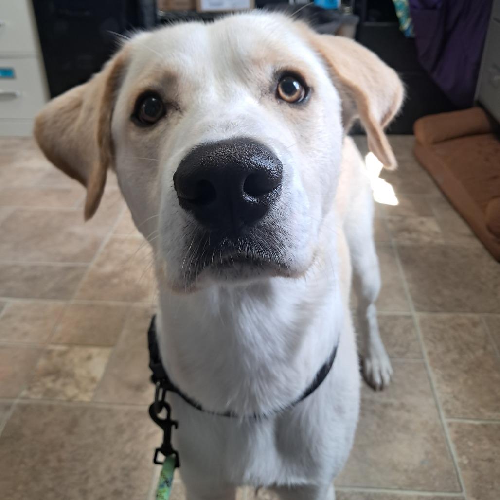 Enlarge Toby, a Adoptable Yellow Labrador Retriever in Tipton, IA image 2/2