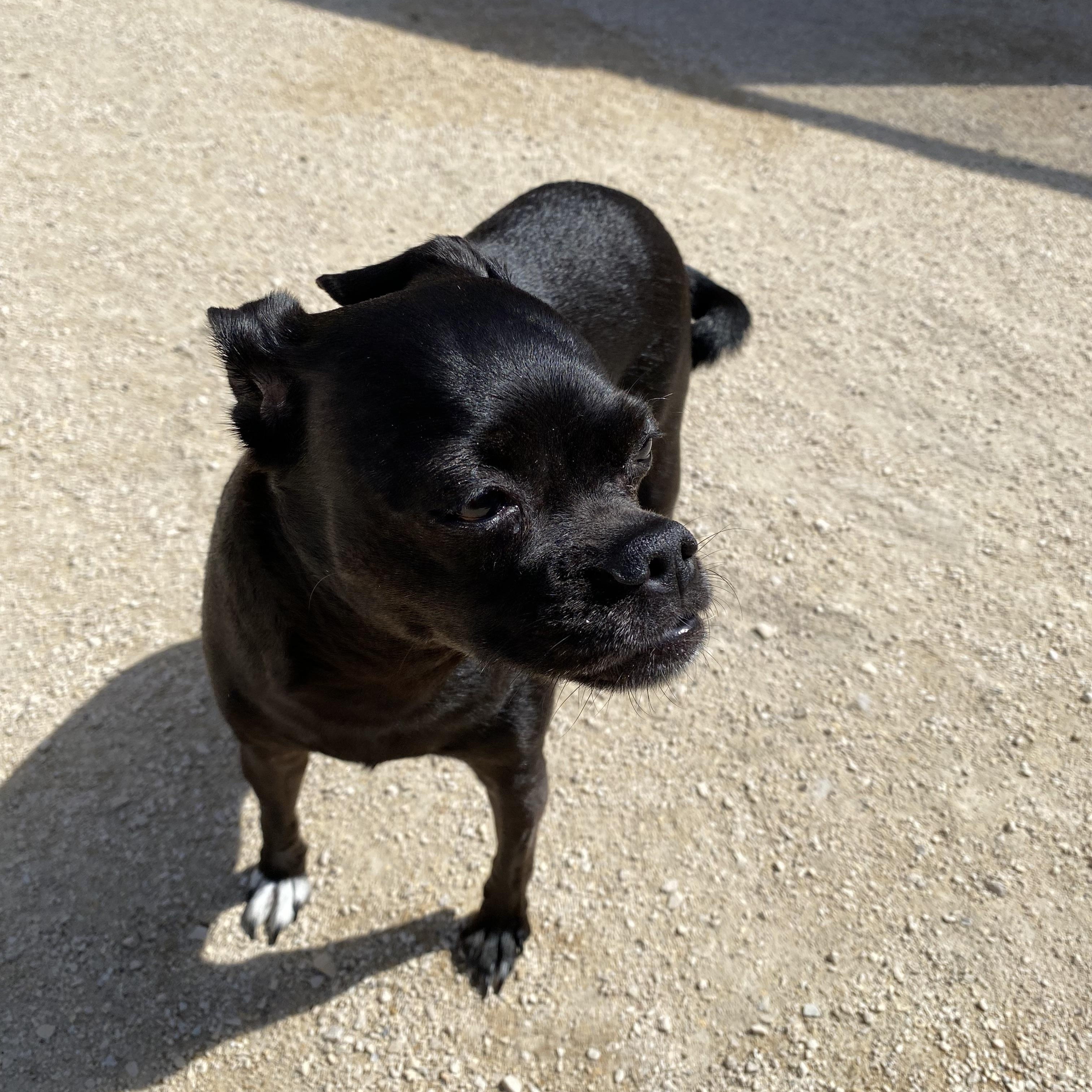 Enlarge Daisy, a Adopted mixed breed in Winnipeg, MB image 4/4