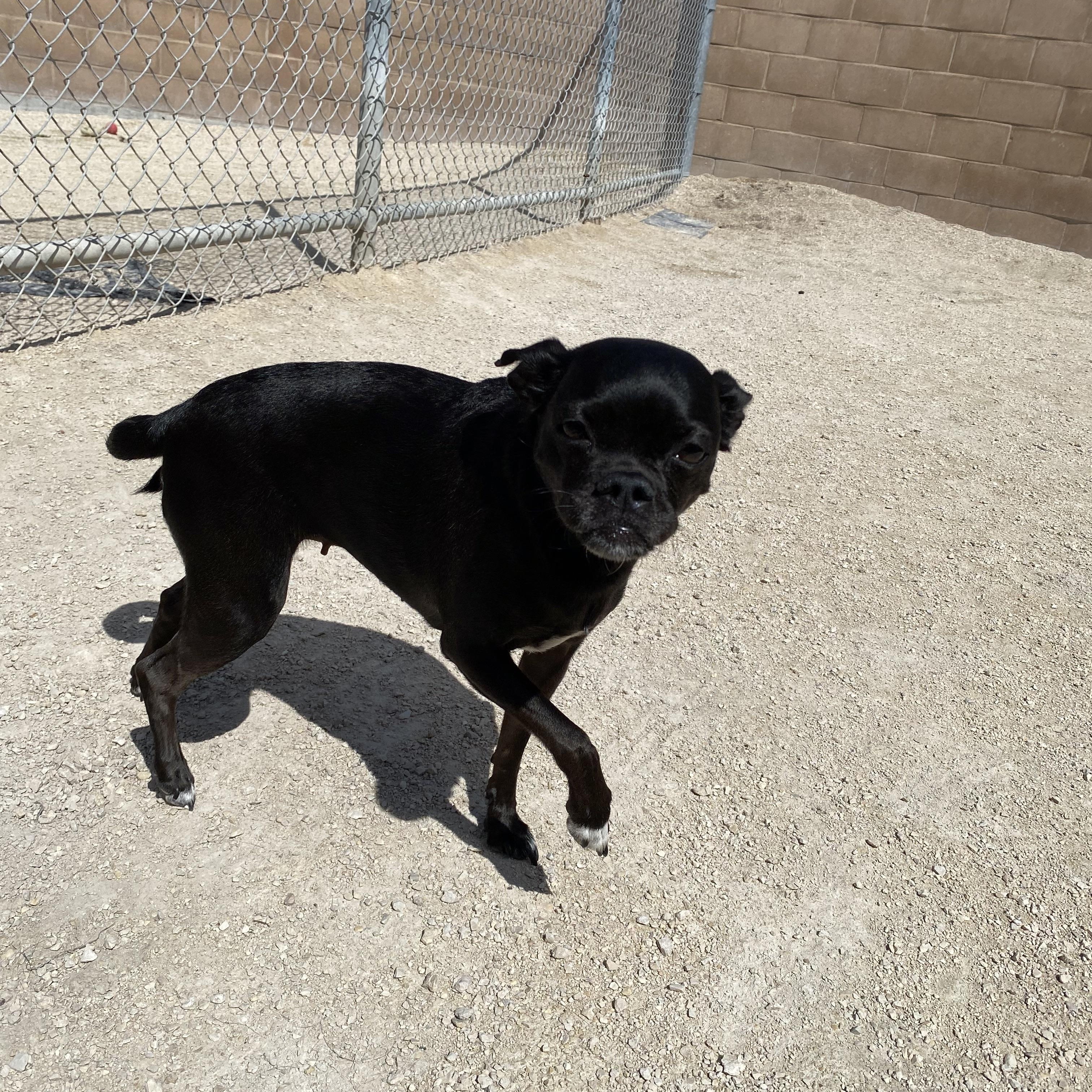 Enlarge Daisy, a Adopted mixed breed in Winnipeg, MB image 2/4
