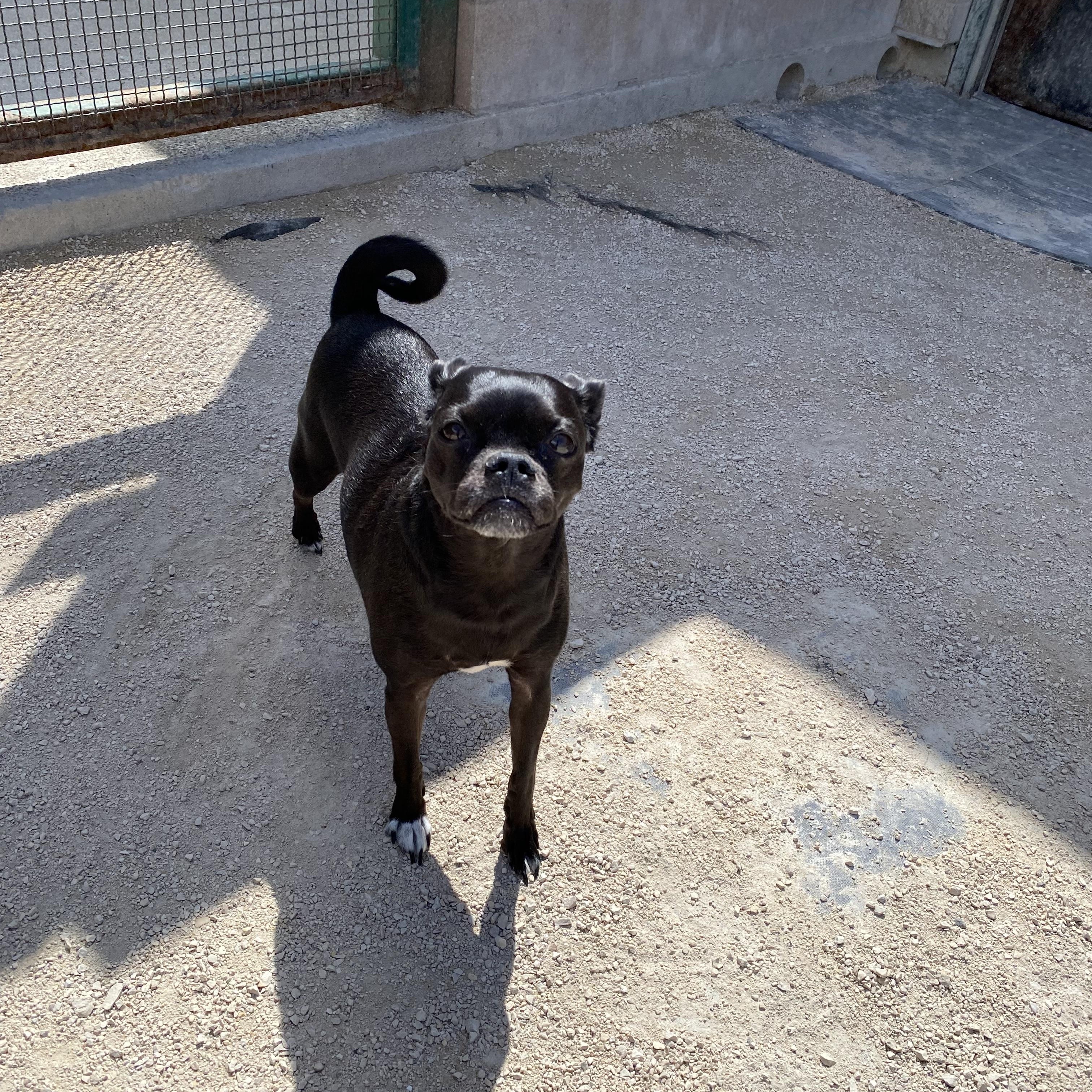 Daisy, Adopted, Adult Female Pug.