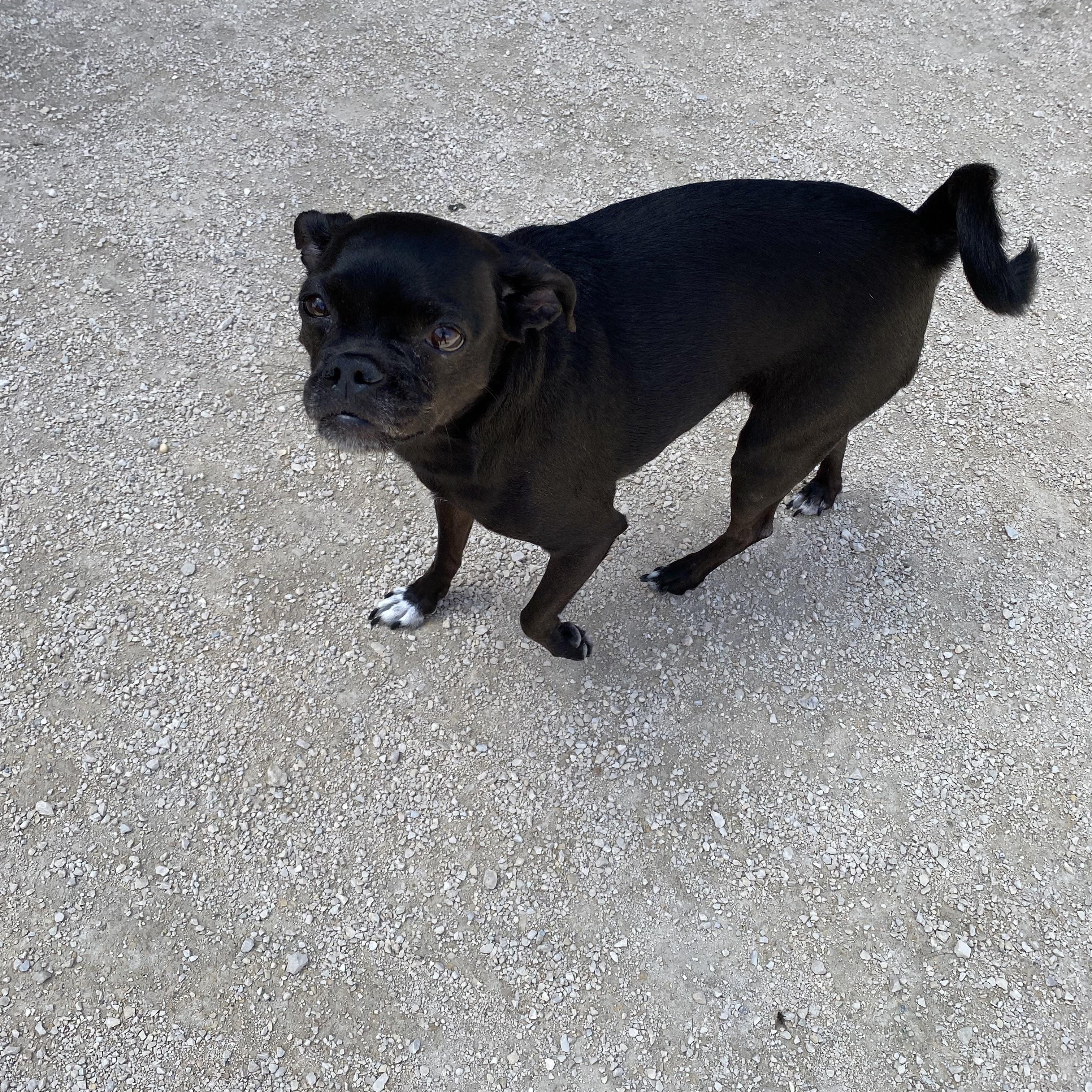 Enlarge Daisy, a Adopted mixed breed in Winnipeg, MB image 3/4