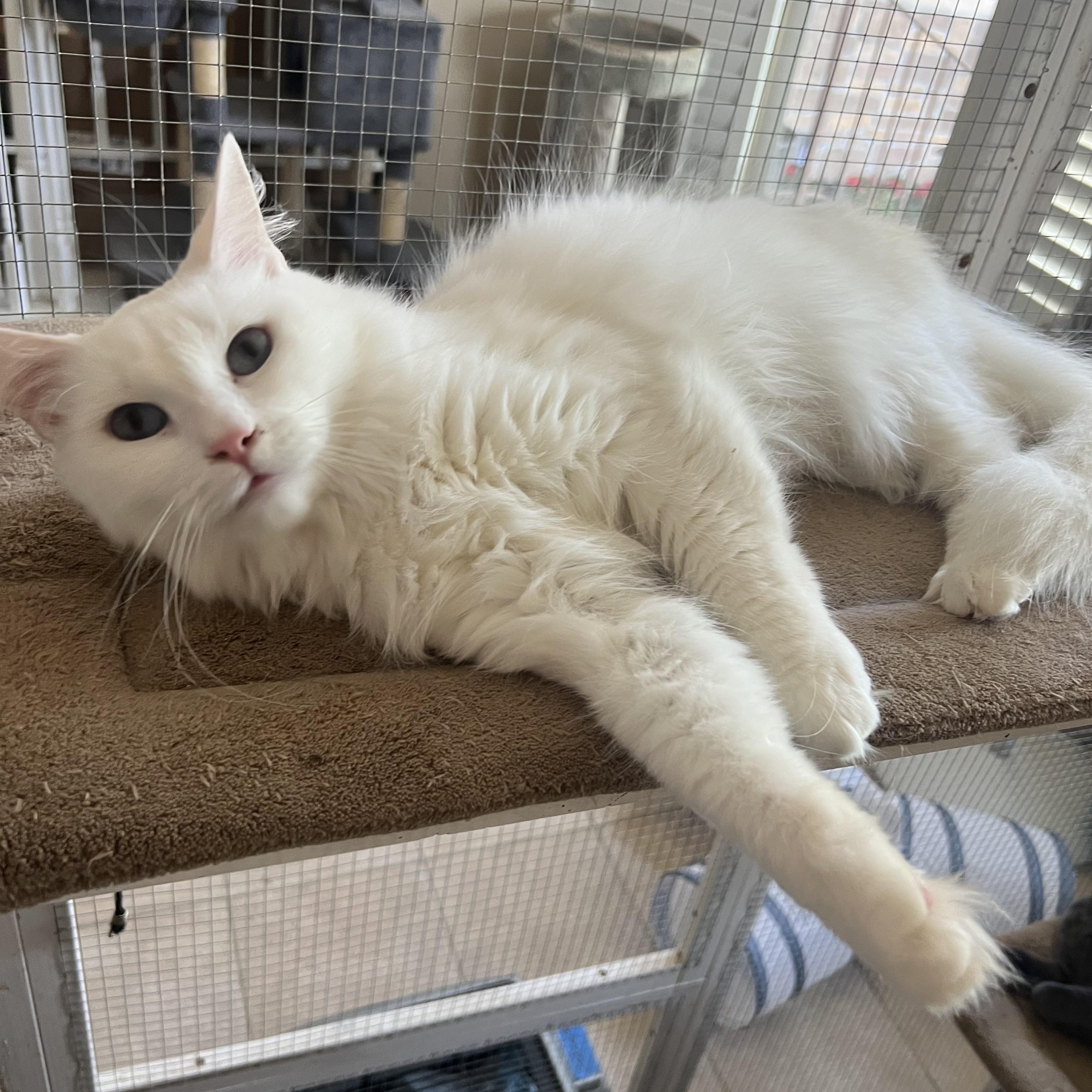 Lover Girl Mellisa’s, an adoptable Domestic Medium Hair in Glendora, CA image 4/5