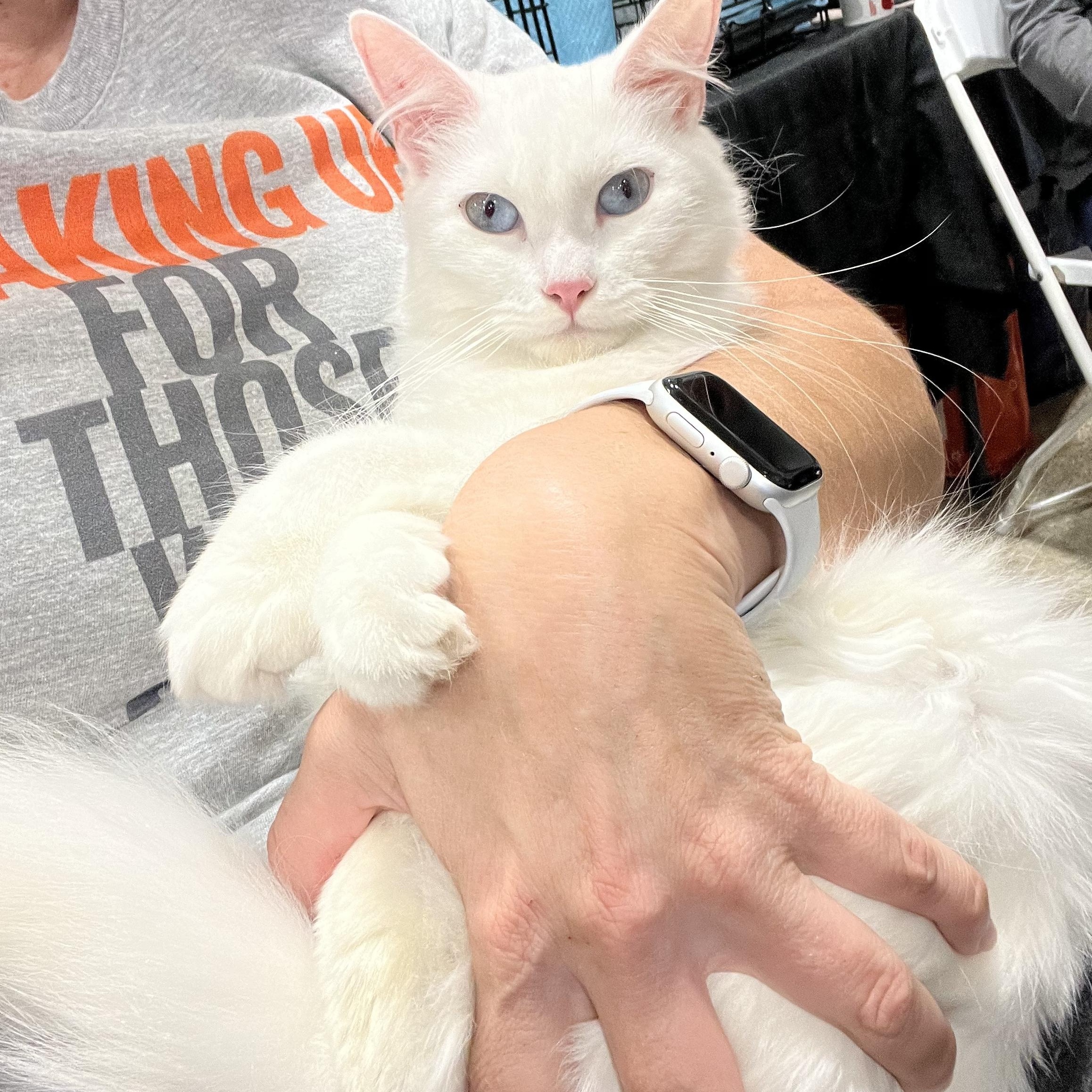 Lover Girl Mellisa’s, an adoptable Domestic Medium Hair in Glendora, CA image 1/5