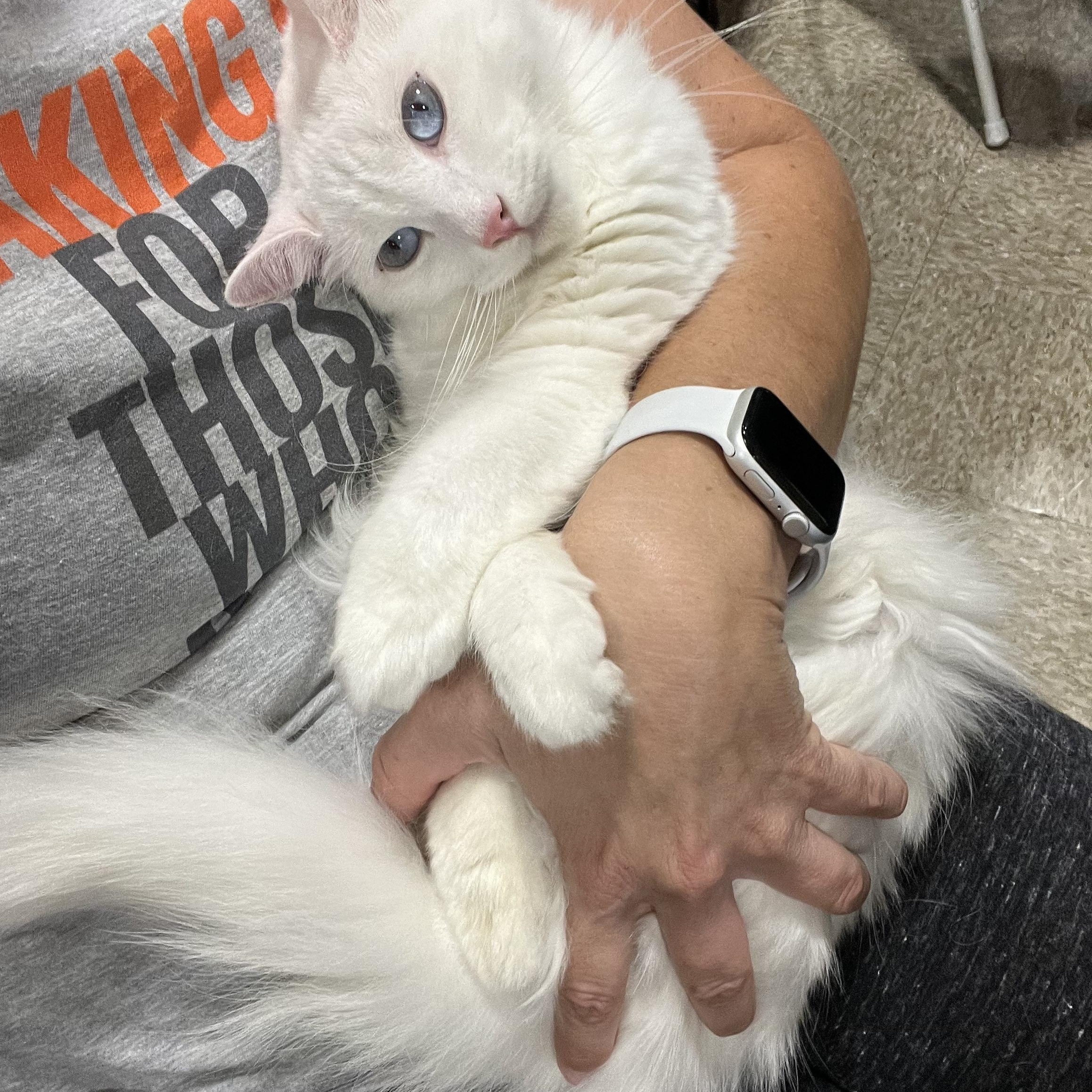 Lover Girl Mellisa’s, an adoptable Domestic Medium Hair in Glendora, CA image 5/5