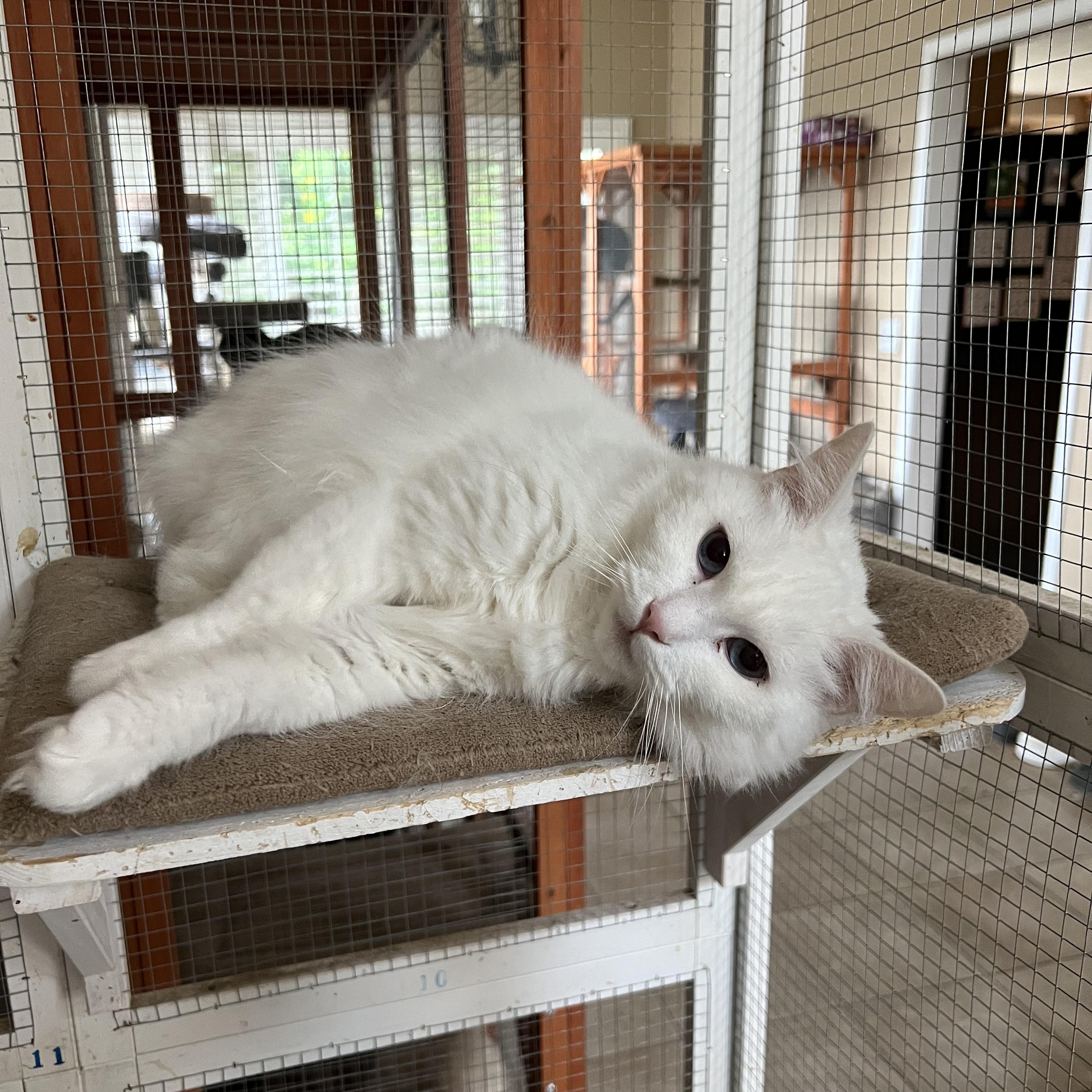 Lover Girl Mellisa’s, an adoptable Domestic Medium Hair in Glendora, CA image 2/5