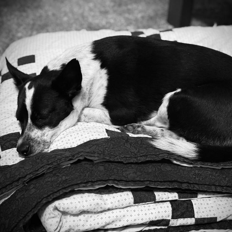 Trixie, a ADOPTABLE mixed breed in Denver, CO image 3/6