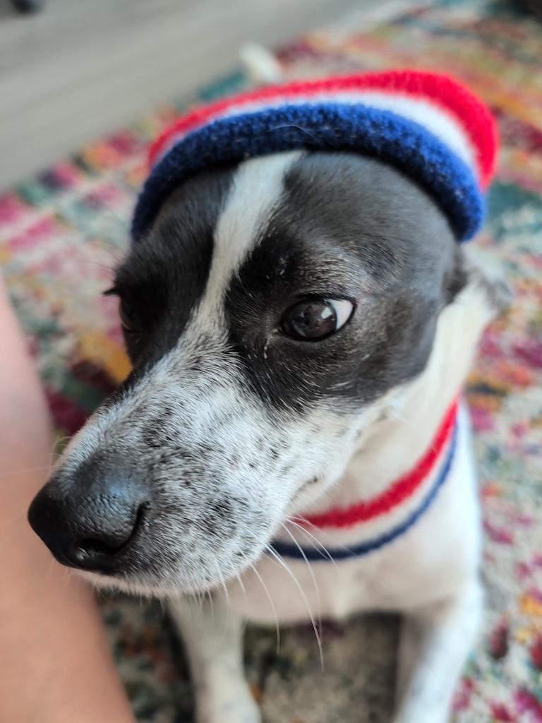 Trixie, a ADOPTABLE mixed breed in Denver, CO image 5/6
