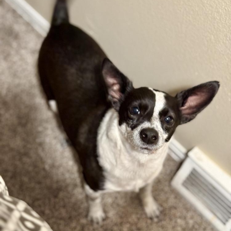 Trixie, a ADOPTABLE mixed breed in Denver, CO image 2/6