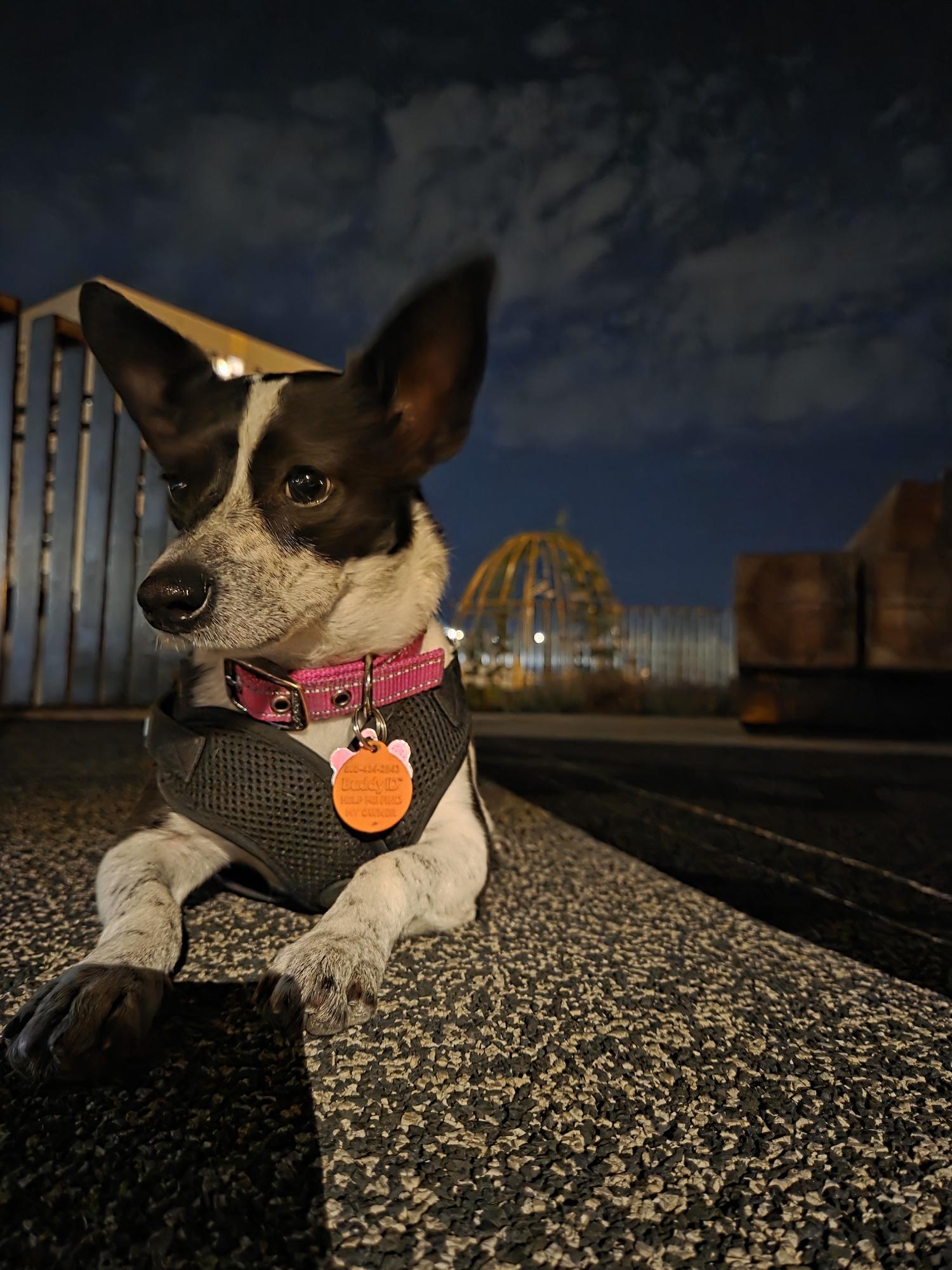 Trixie, ADOPTABLE, Young Female Terrier.