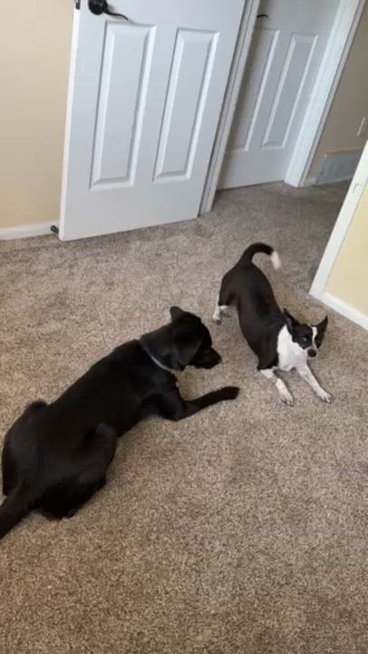 Enlarge Trixie, a ADOPTABLE mixed breed in Denver, CO video 4/6