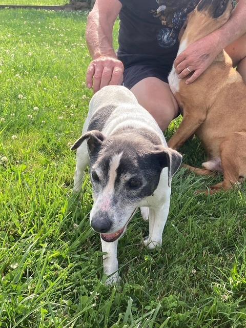 Enlarge Archie, a ADOPTABLE Rat Terrier in Vallonia, IN image 2/2
