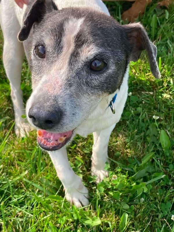 Enlarge Archie, a ADOPTABLE Rat Terrier in Vallonia, IN image 1/2