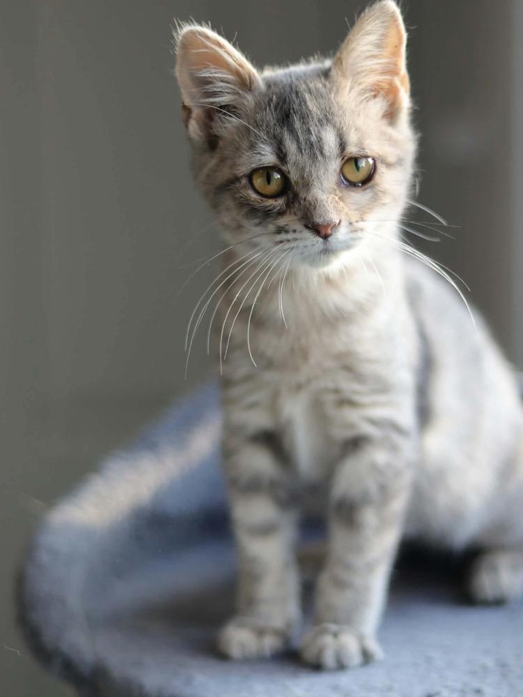 Enlarge Thistle, a Adoptable Domestic Short Hair in Lewisburg, TN image 1/1