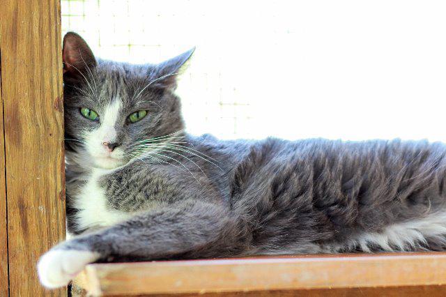 Emma, Adoptable, Senior Female Domestic Short Hair.