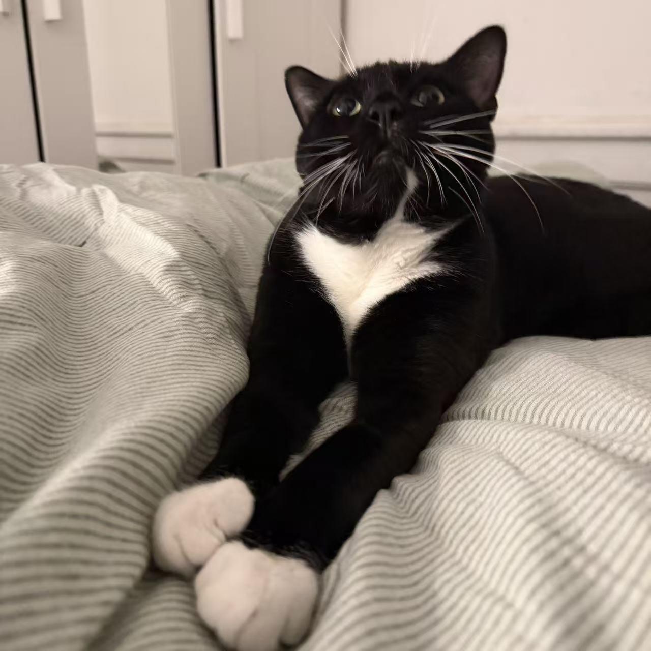 Oreo, a ADOPTABLE mixed breed in Flushing, NY image 2/6