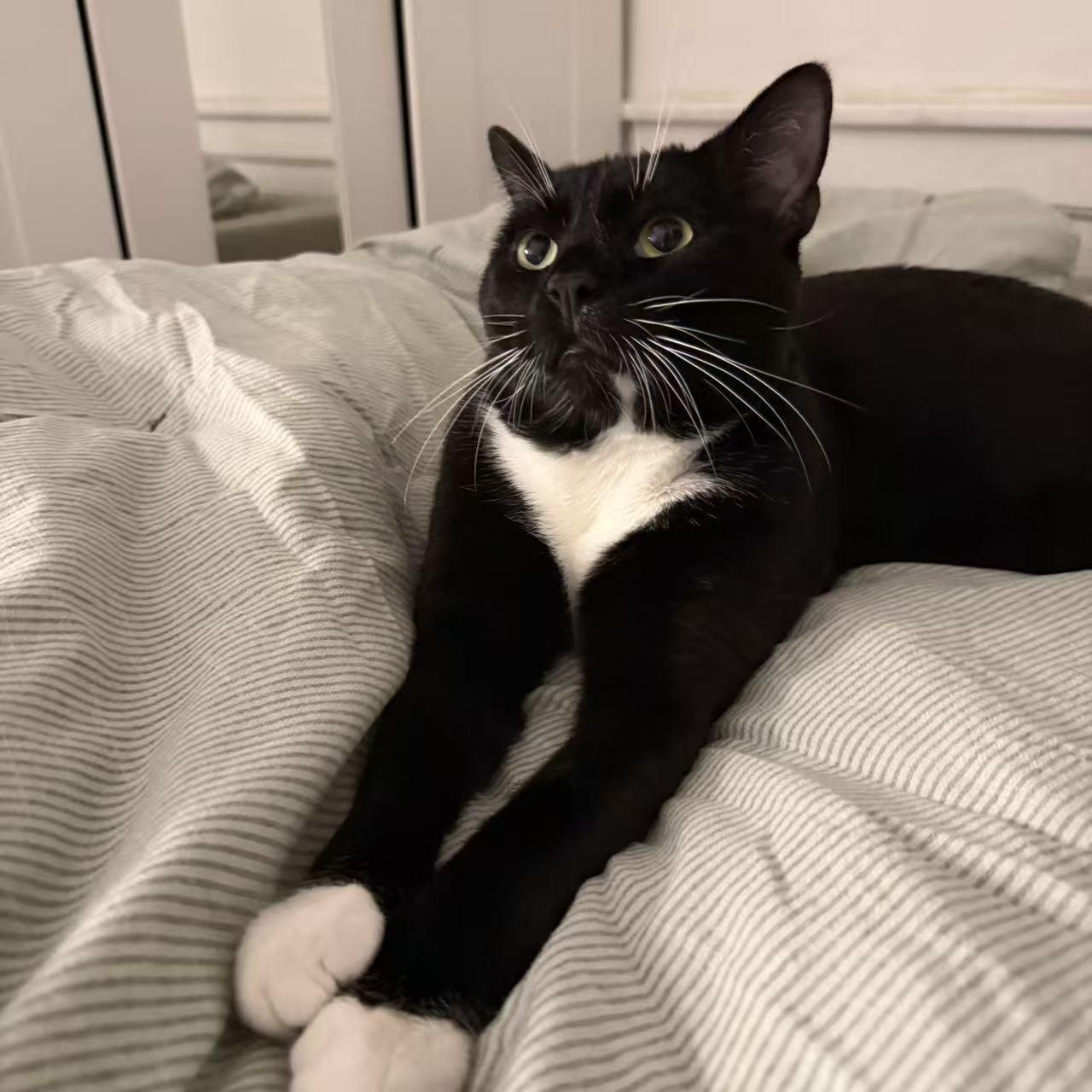 Oreo, a ADOPTABLE mixed breed in Flushing, NY image 4/6