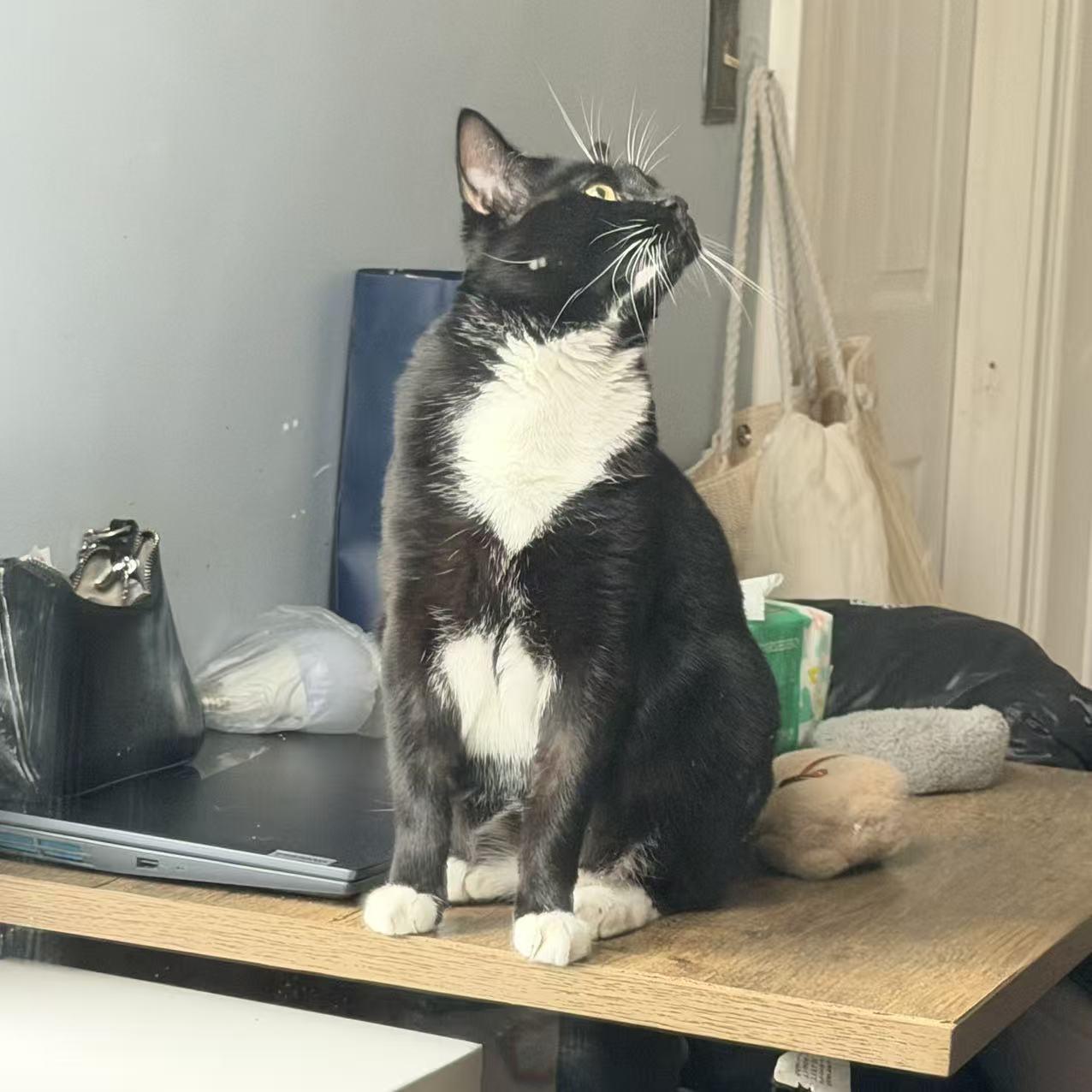 Oreo, a ADOPTABLE mixed breed in Flushing, NY image 5/6