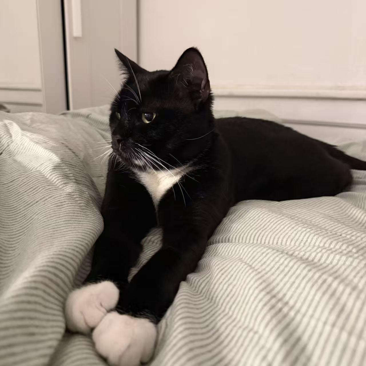 Oreo, a ADOPTABLE mixed breed in Flushing, NY image 3/6