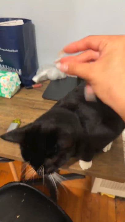 Enlarge Oreo, a ADOPTABLE mixed breed in Flushing, NY video 6/6