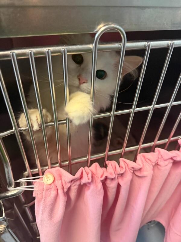 Enlarge Squid, a Adoptable Domestic Short Hair in Wooster, OH image 1/2