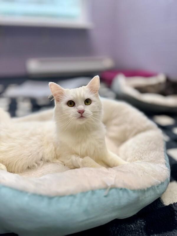 Enlarge Squid, a Adoptable Domestic Short Hair in Wooster, OH image 2/2