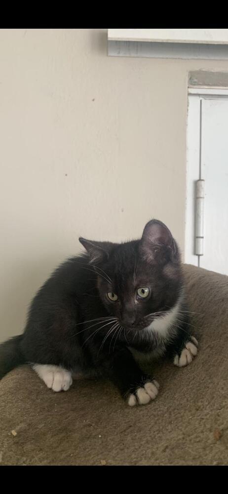 Ulises, Adopted, Kitten Male Domestic Short Hair.